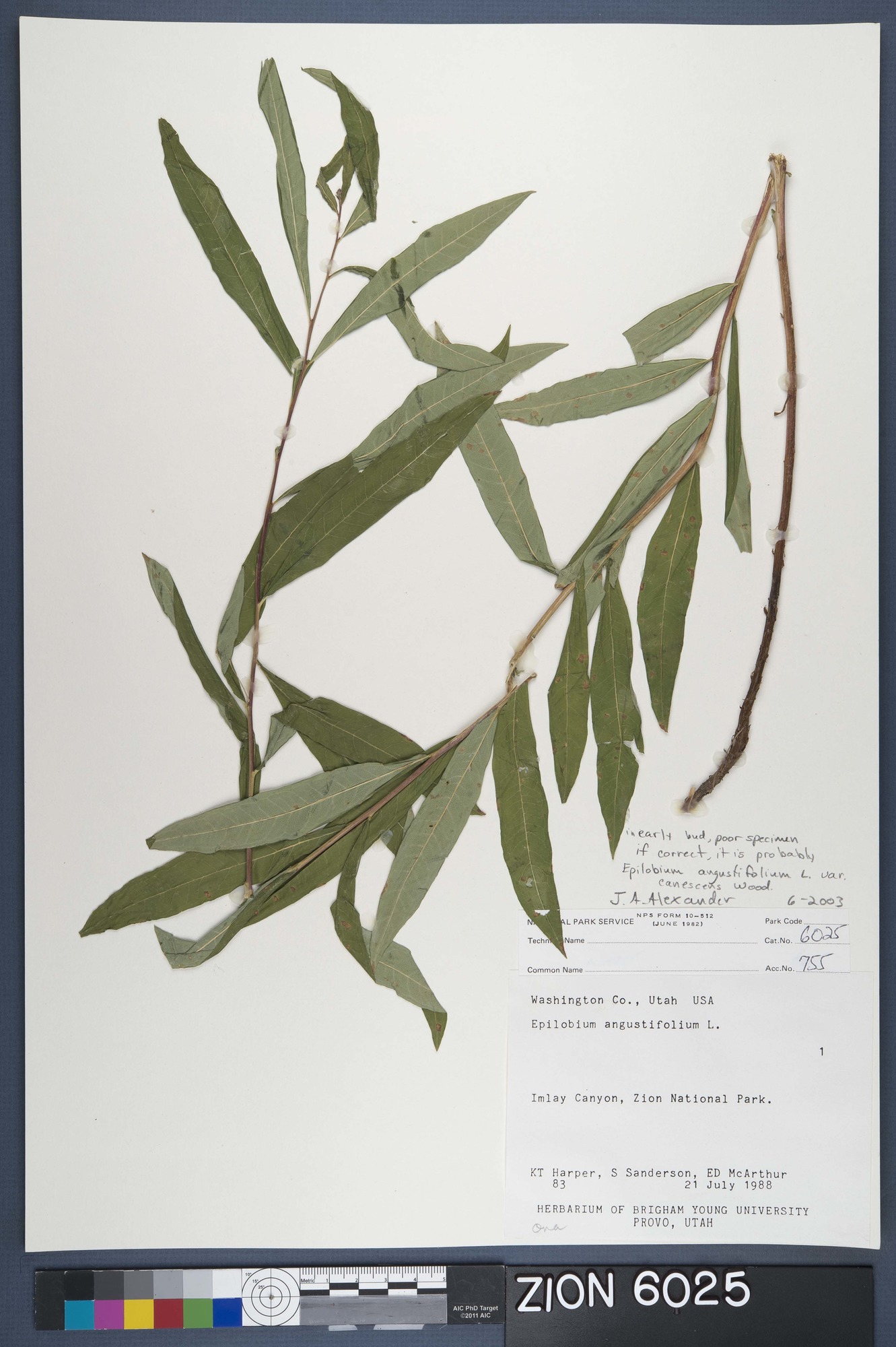 Herbarium Specimen Sheet 6025