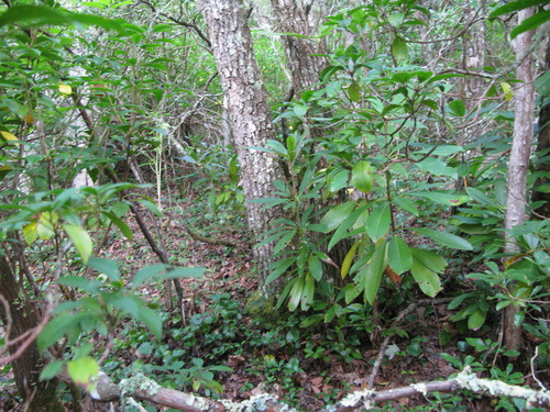 GRSM Accuracy Assessment. Plot Code: GRSM_AA_0631_2