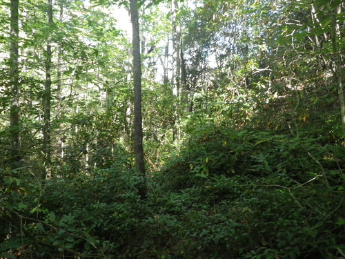 GRSM Accuracy Assessment. Plot Code: GRSM_AA_0285_2