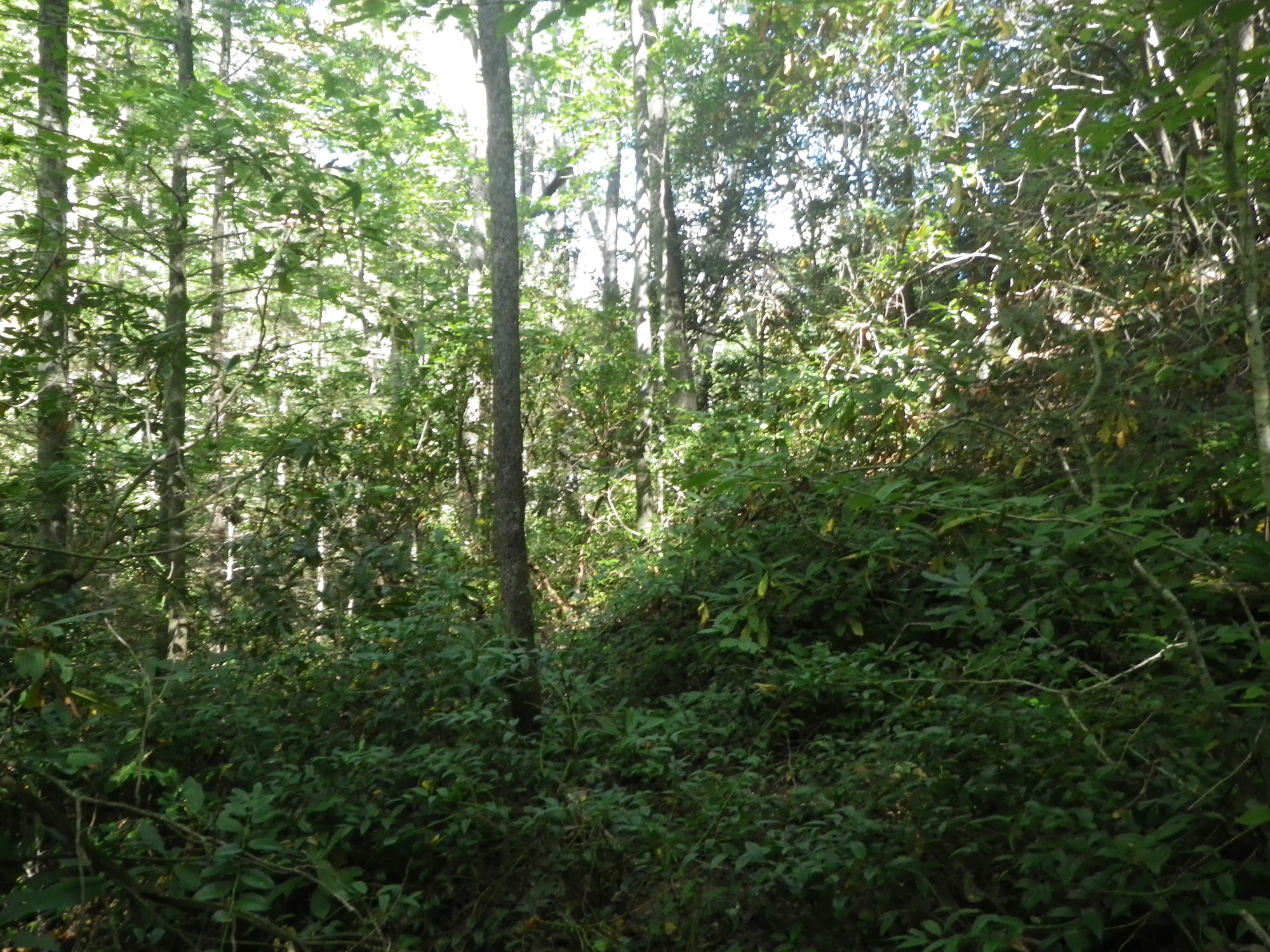 GRSM Accuracy Assessment. Plot Code: GRSM_AA_0285_2