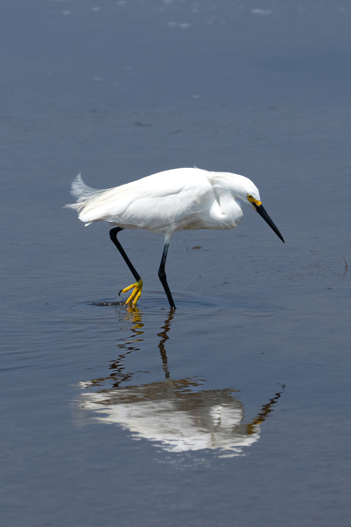 A white wading bird with dark legs and bills and yellow markings wades in a pool. Its reflection is visible.