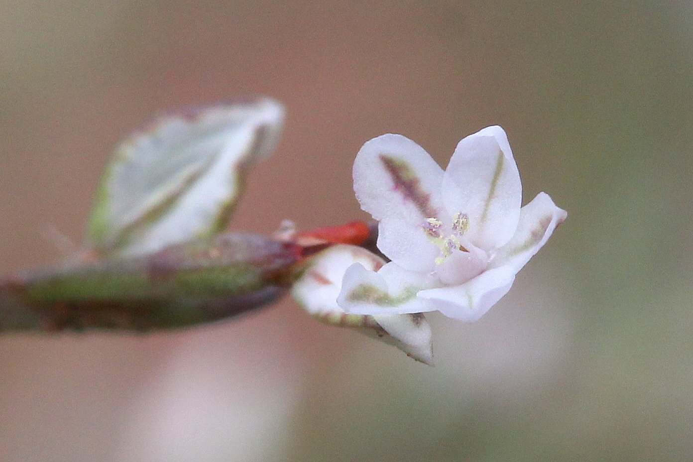 Polygonum douglasii, Utah knotweed