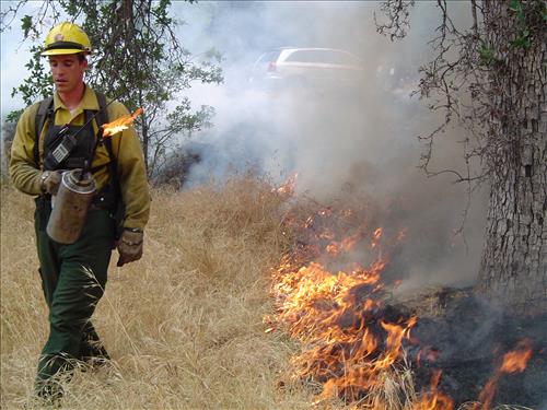 Prescribed burn using drip torch ignition at Ash Mountain Headquarters, Sequoia and Kings Canyon National Parks, May 2004