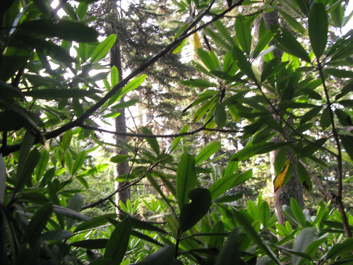 GRSM Accuracy Assessment. Plot Code: GRSM_AA_0026_6