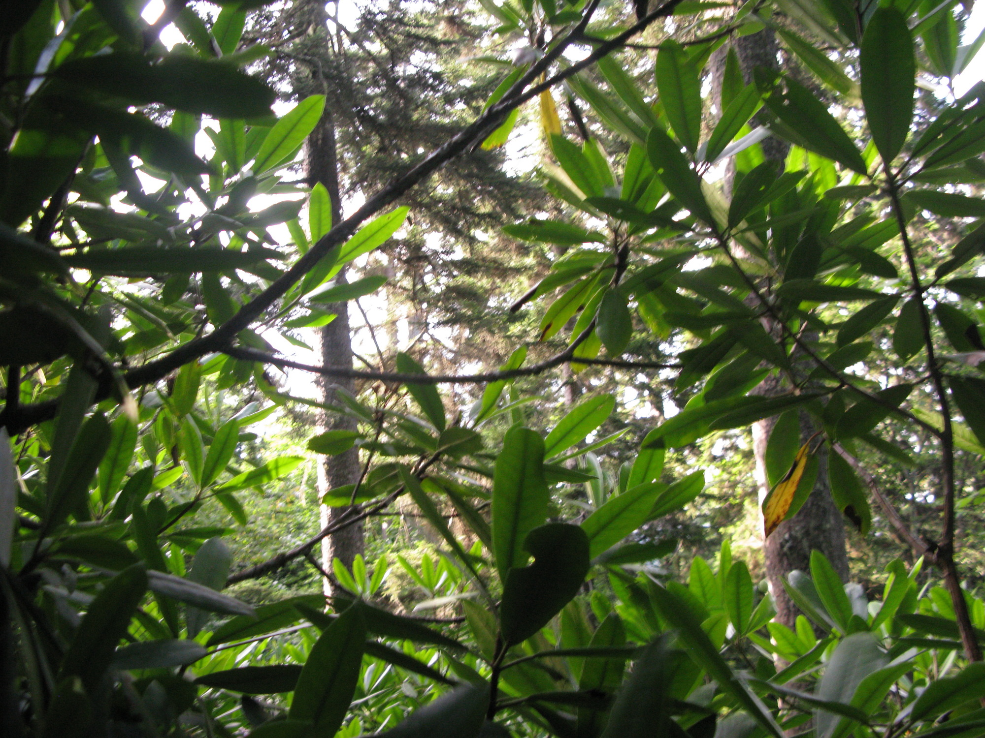 GRSM Accuracy Assessment. Plot Code: GRSM_AA_0026_6