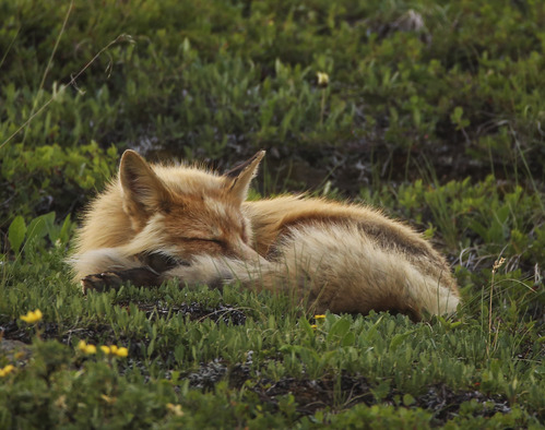 A red fox curled up and asleep in a meadow