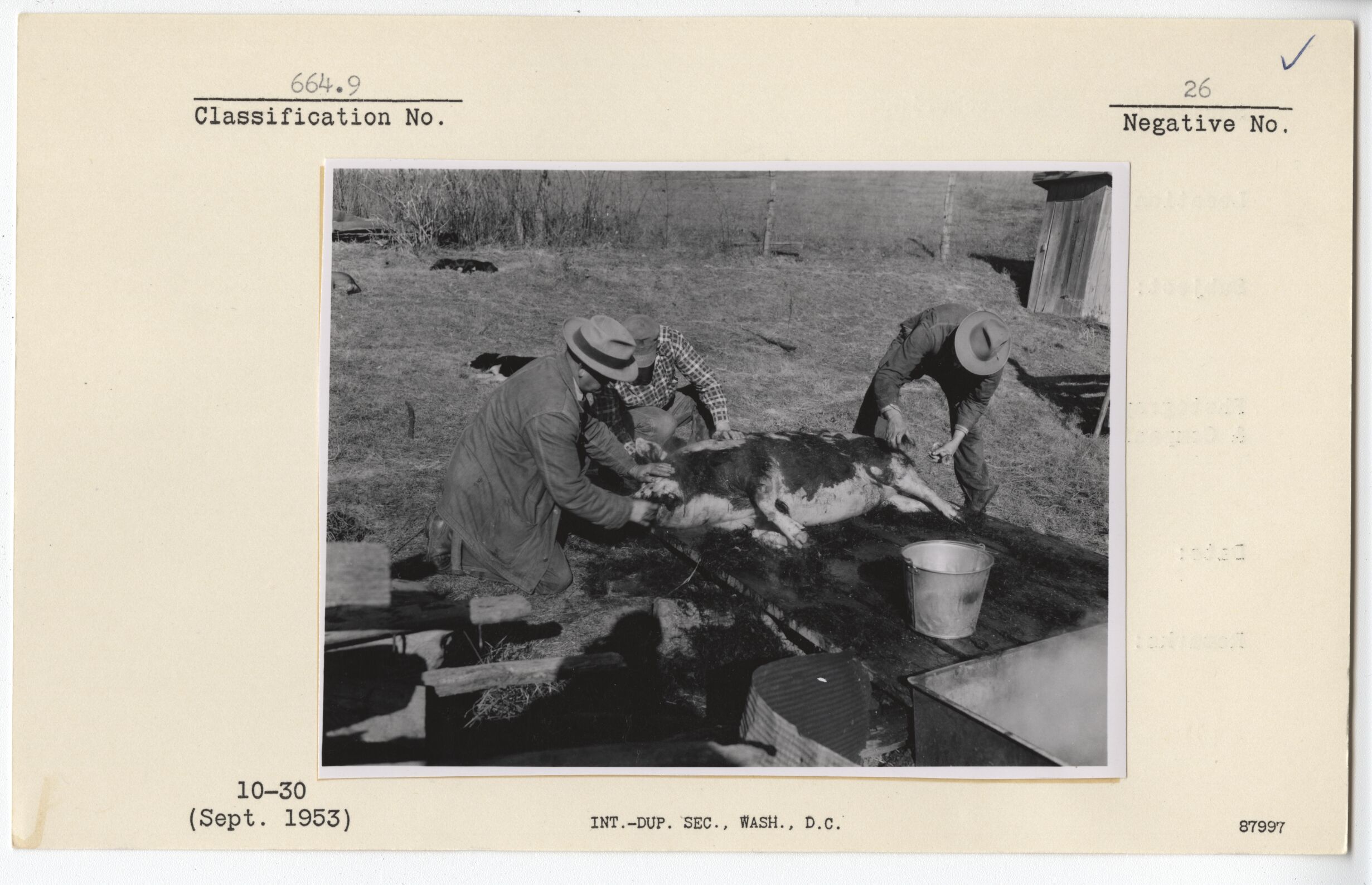 Hog butchering at Muse Farm