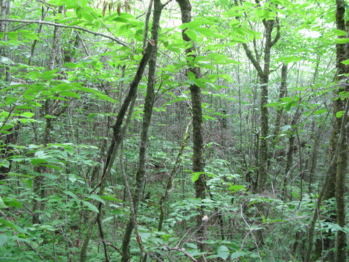 GRSM Accuracy Assessment. Plot Code: GRSM_AA_0079_6