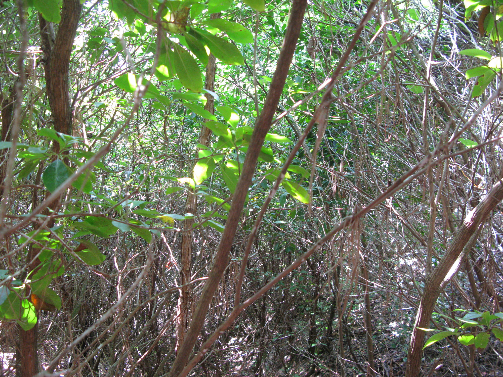 GRSM Accuracy Assessment. Plot Code: GRSM_AA_0895_5