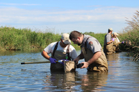 Ranger helping YCC workers in the creek