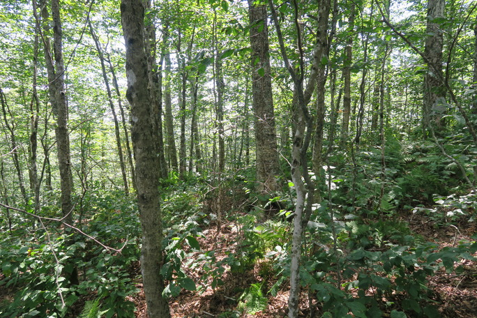 GRSM Accuracy Assessment. Plot Code: GRSM_AA_0761_4