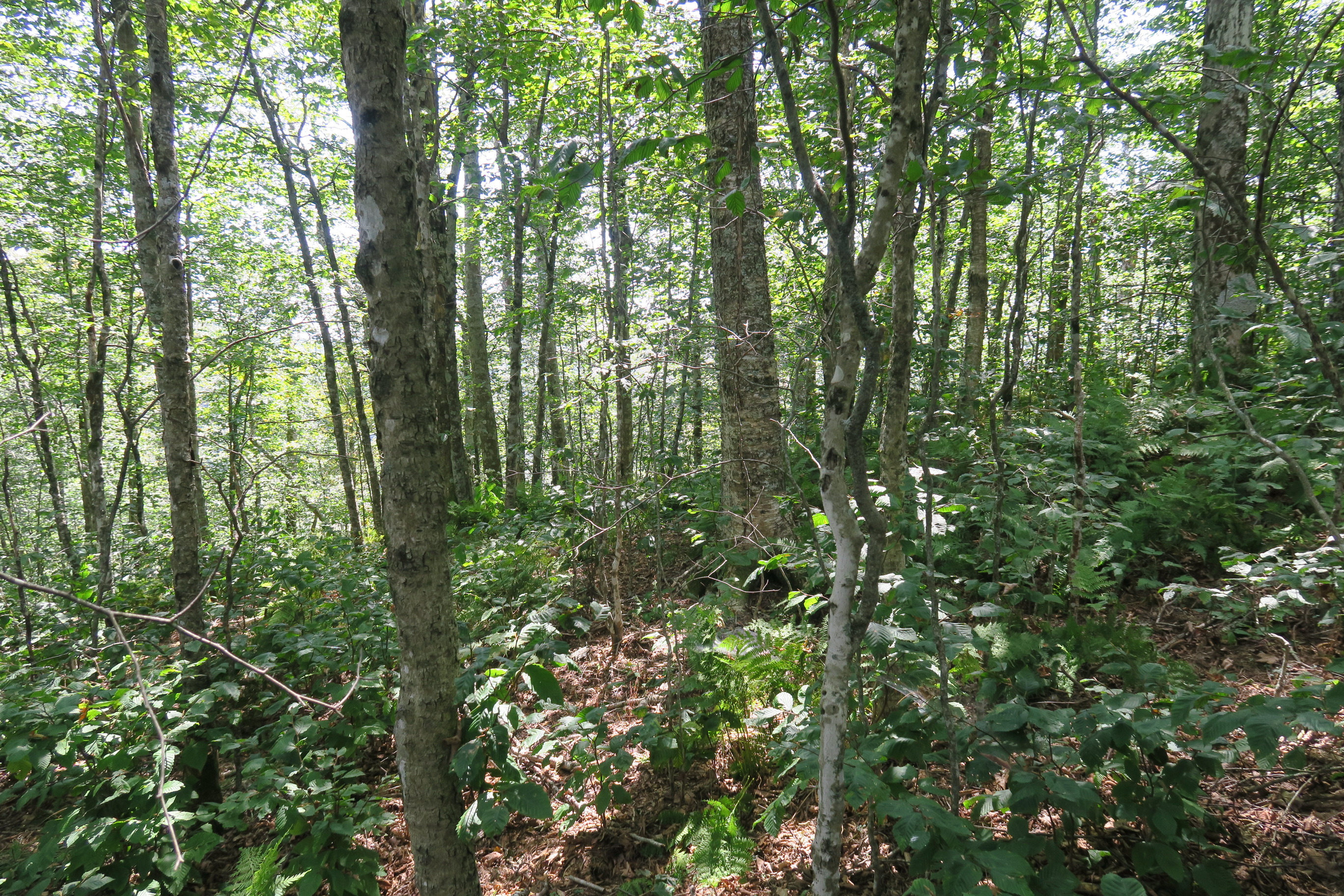 GRSM Accuracy Assessment. Plot Code: GRSM_AA_0761_4