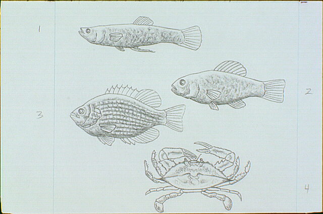 The detritus-eating animals are fed upon by larger carnivores such as (top to bottom) a Mosquito fish, Killifish, Spotted sunfish, and Blue crab.