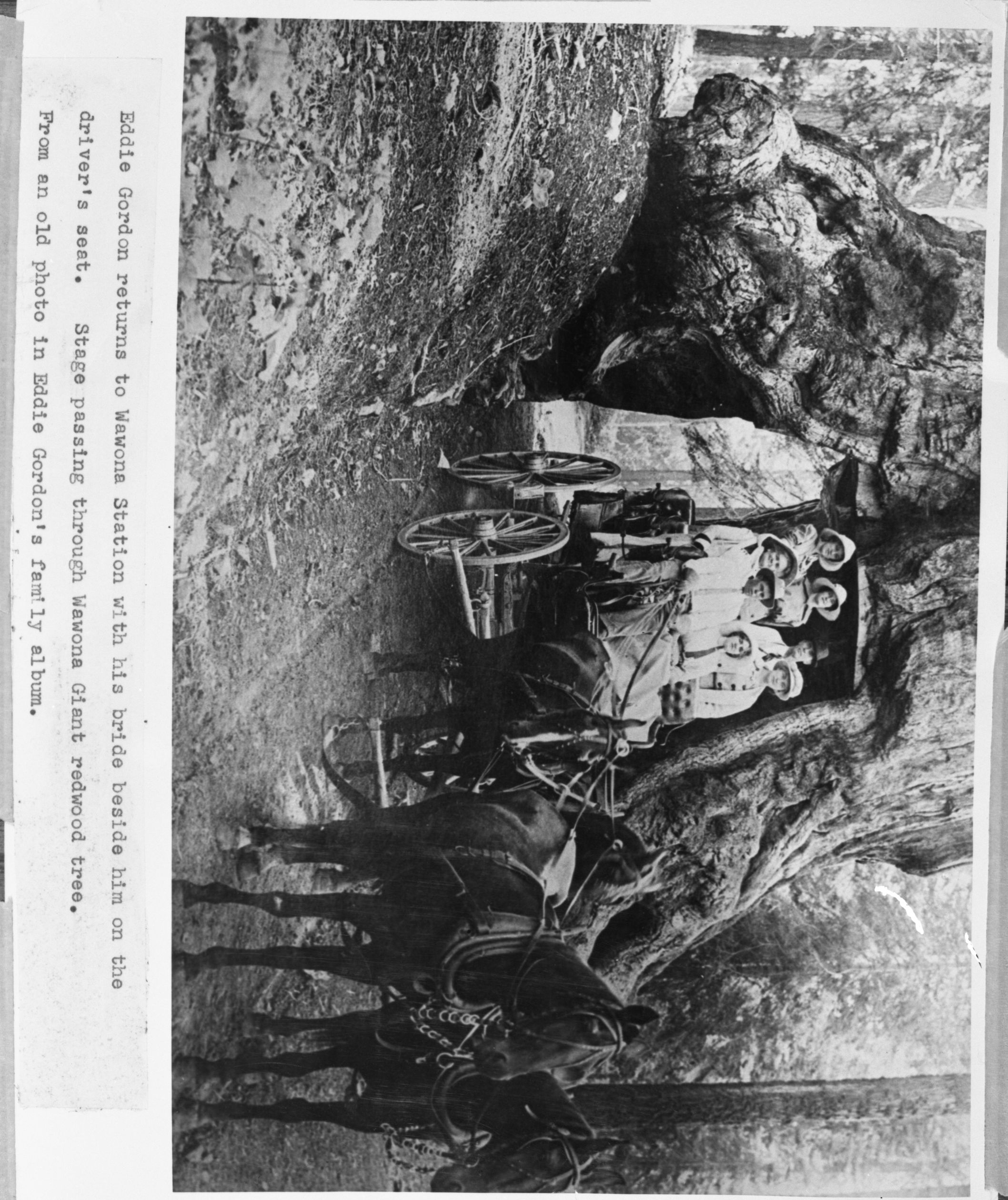 Wedding Party in wagon at Wawona Tunnel Tree. Eddie Gordon and bride in front seat.