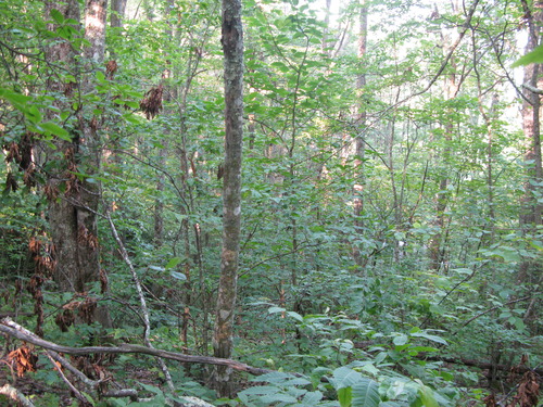 GRSM Accuracy Assessment. Plot Code: GRSM_AA_0251_6