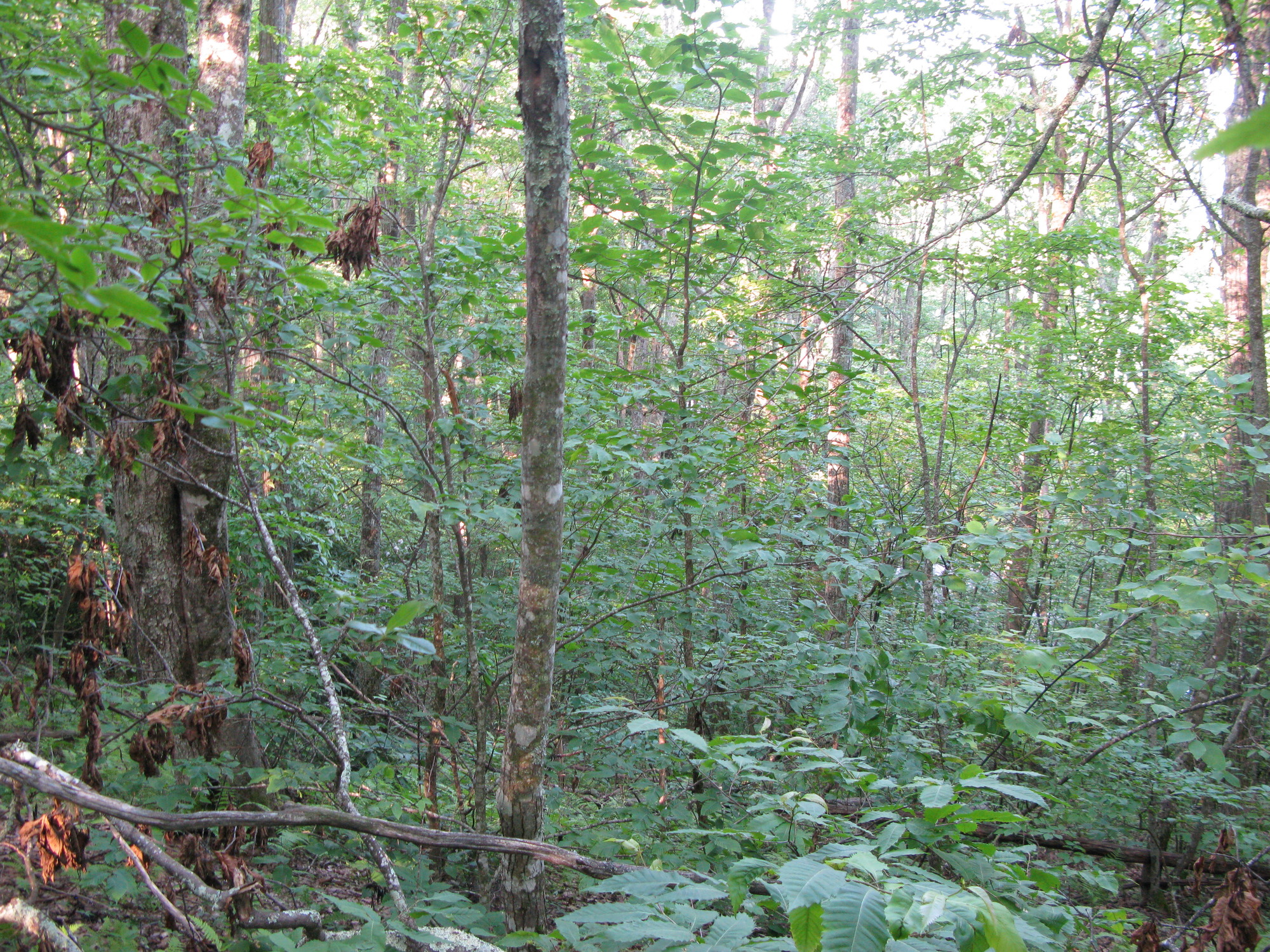 GRSM Accuracy Assessment. Plot Code: GRSM_AA_0251_6