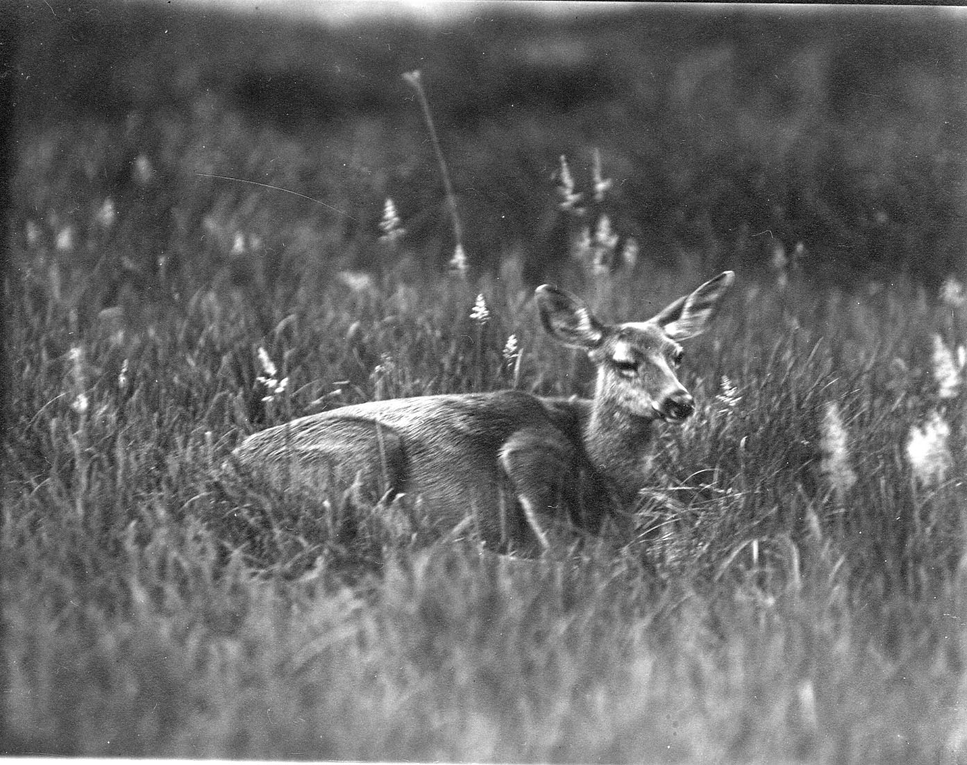Doe in Meadow