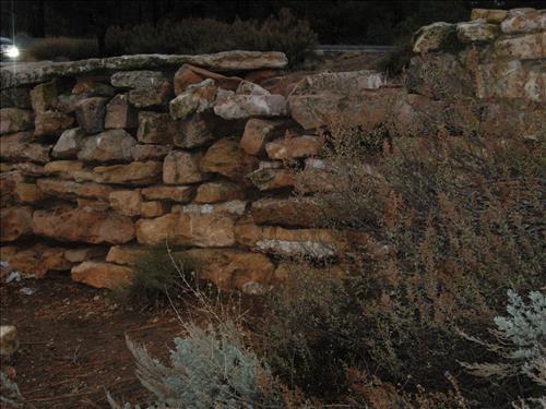 Duck on a Rock January 2011