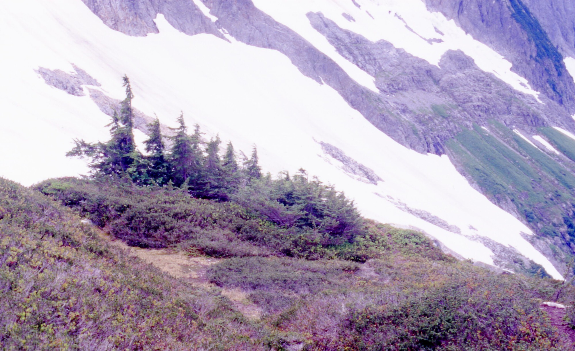A patchy meadow surrounded by denser shrubs and wildflowers. In the background are larger bushes and trees. In the distance are snowy mountain slopes.