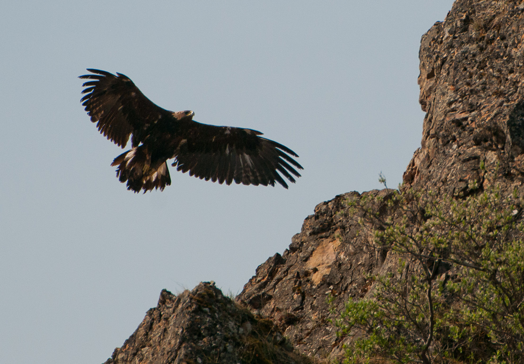 a golden eagle flying over a mountain