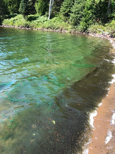 blue-green organic material visible on and coloring the surface of the water