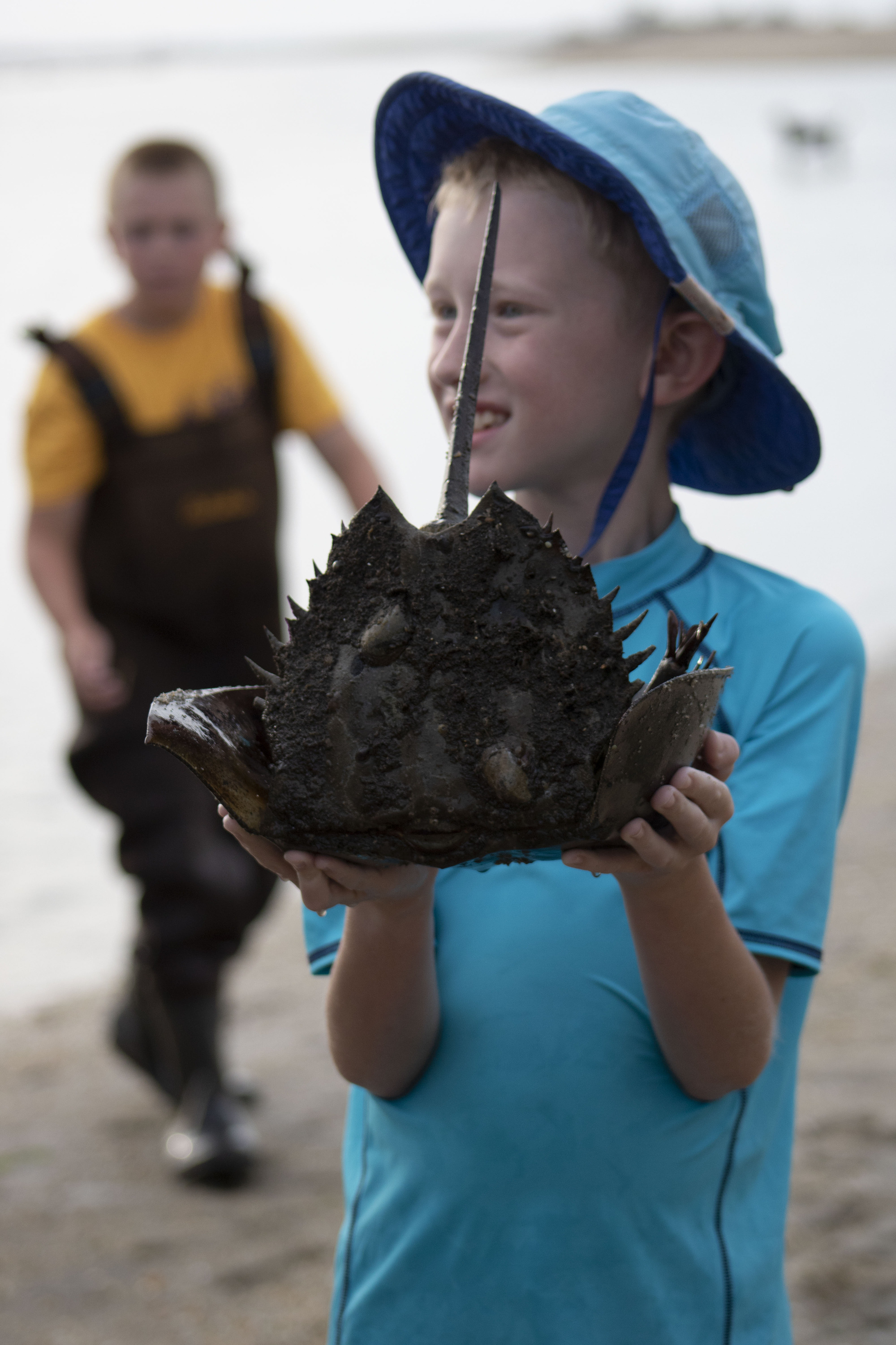 Young Boy Holding a Horseshoe Crab, Sandy Hook