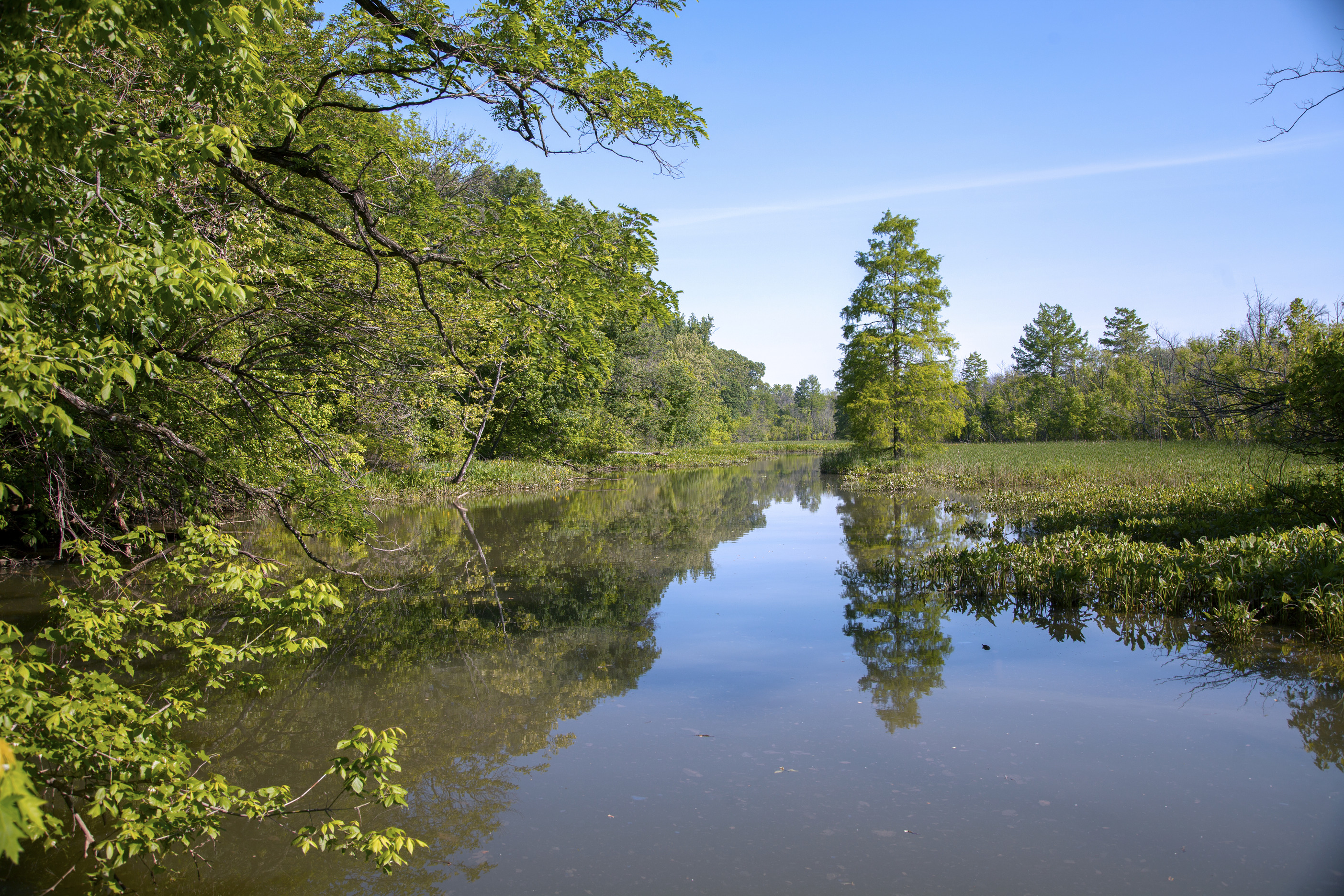 A marsh area filled with water and green vegetation