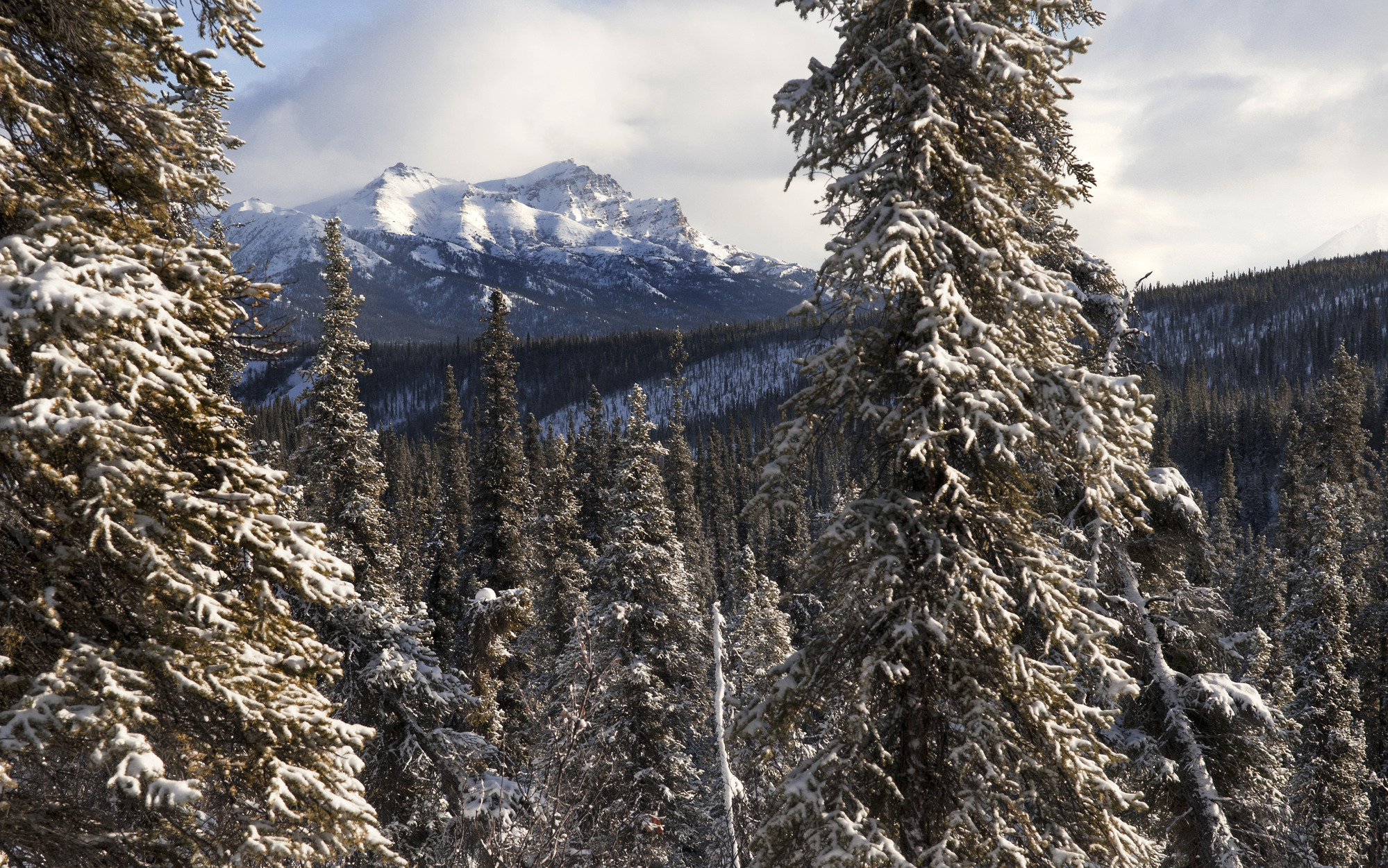 a snowy forest leading up to a snowy mountain