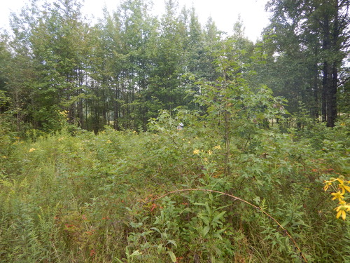 GRSM Accuracy Assessment. Plot Code: GRSM_AA_0717_2