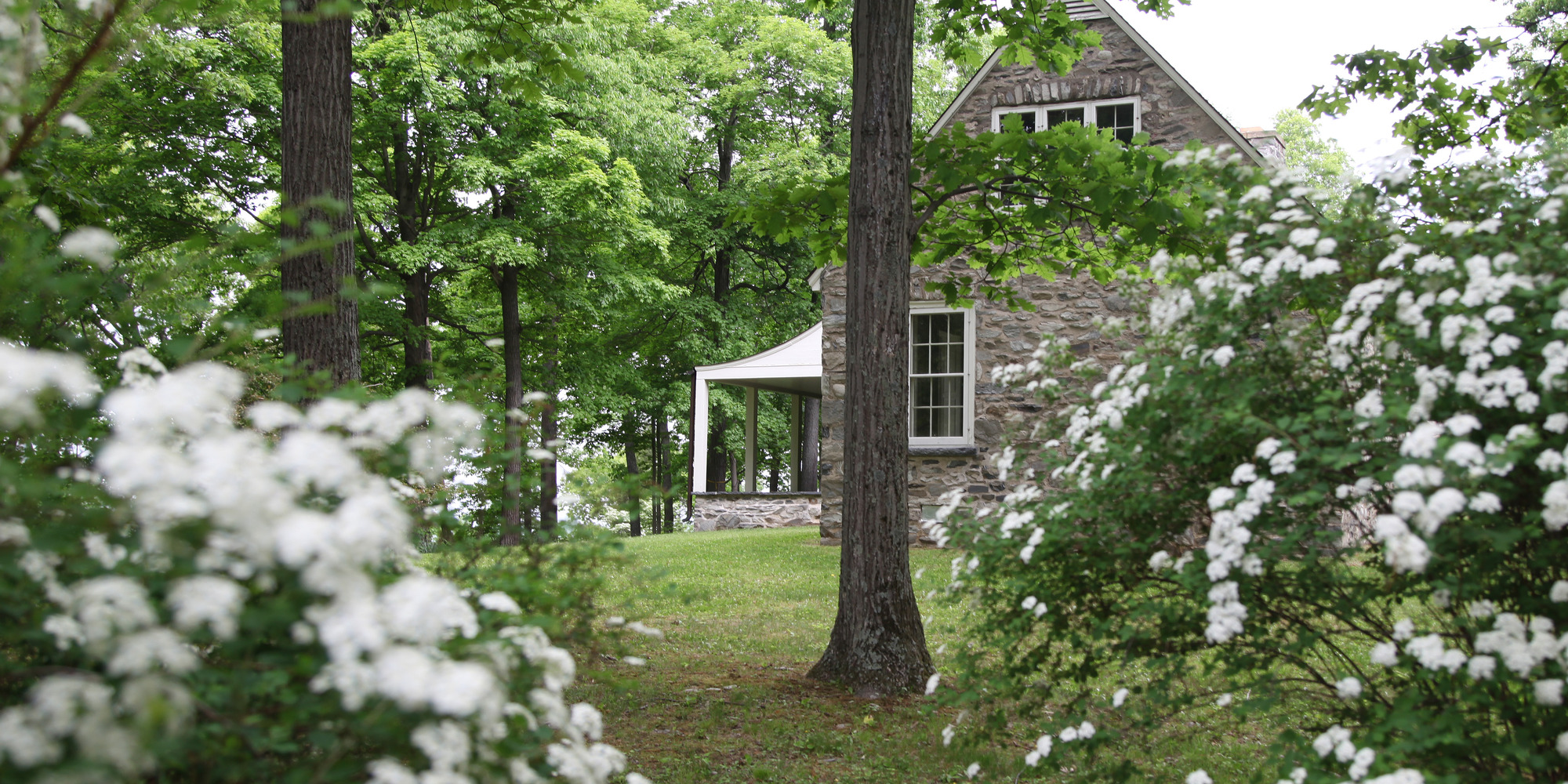 White flowered shrubs in the foreground with a stone cottage in the background.  The cottage has a porch on the back.