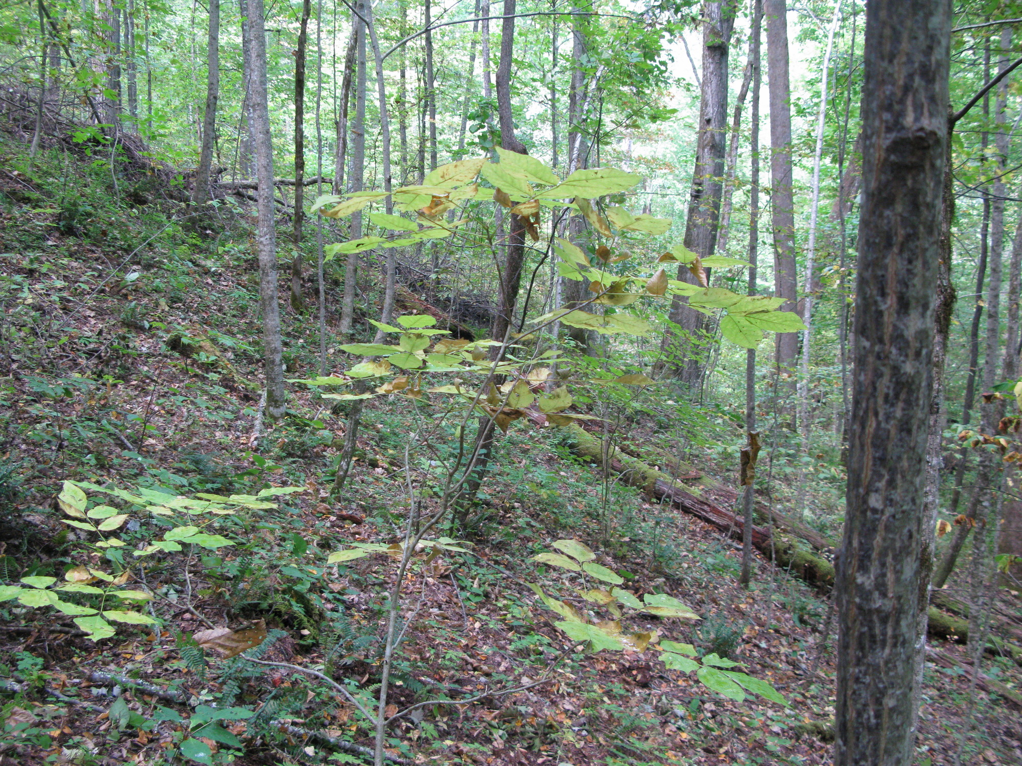 GRSM Accuracy Assessment. Plot Code: GRSM_AA_0210_2