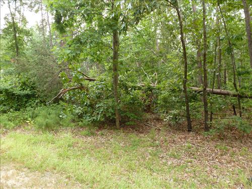 Remove Hazard Trees in Oak Ridge, Headquarters and Turkey Run Districts, Wind Storm 2012