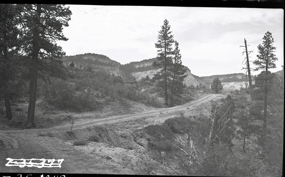 East Rim truck trail under construction. View of ponderosa pine trees and sage, with the white cliffs in the background.