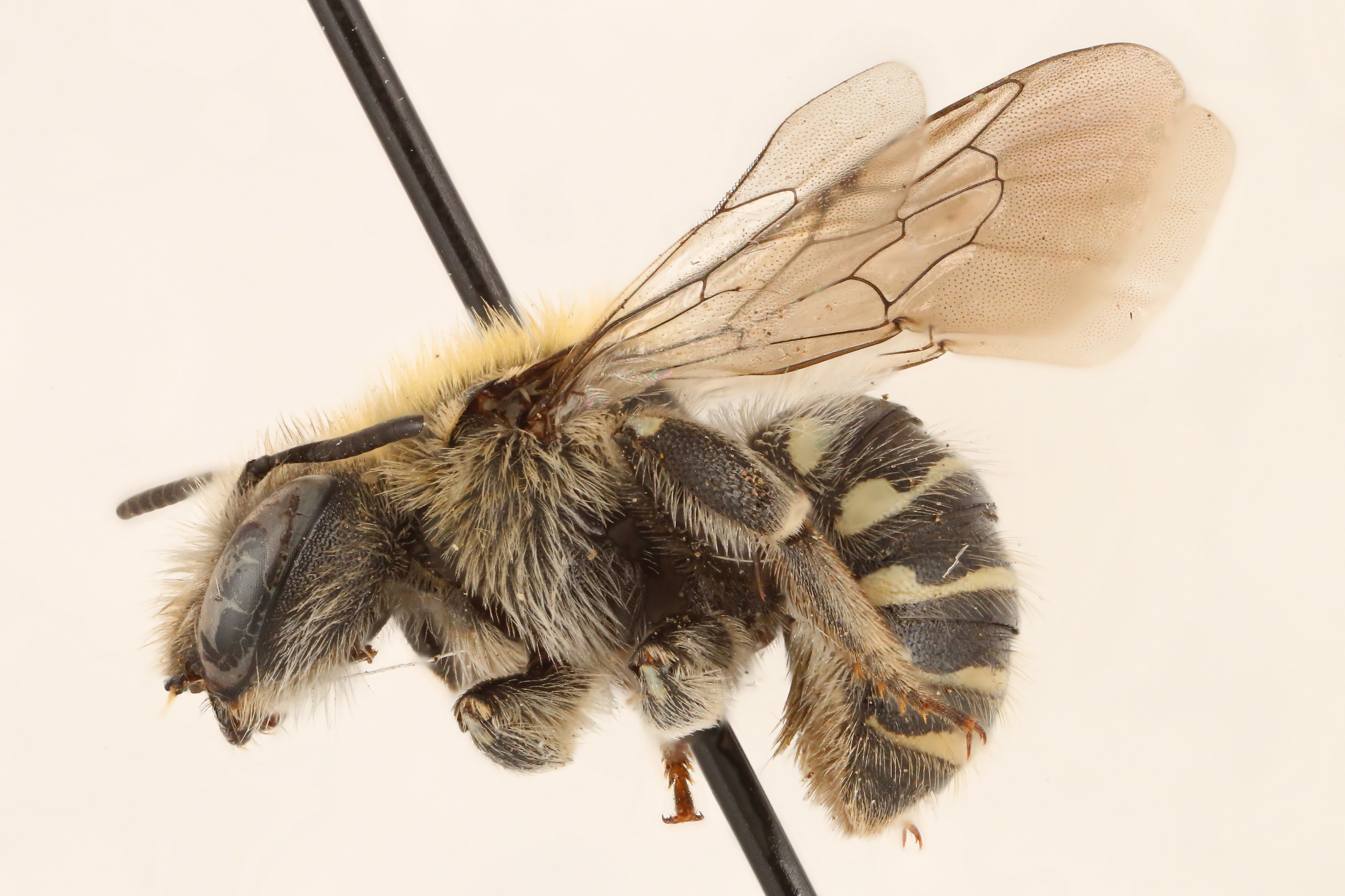 Lateral view of pinned bee, Anthidium tenuiflorae