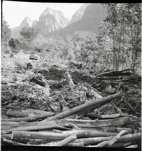 Start of road-clearing work near South Entrance Station, felled ailanthus trees screening campground.