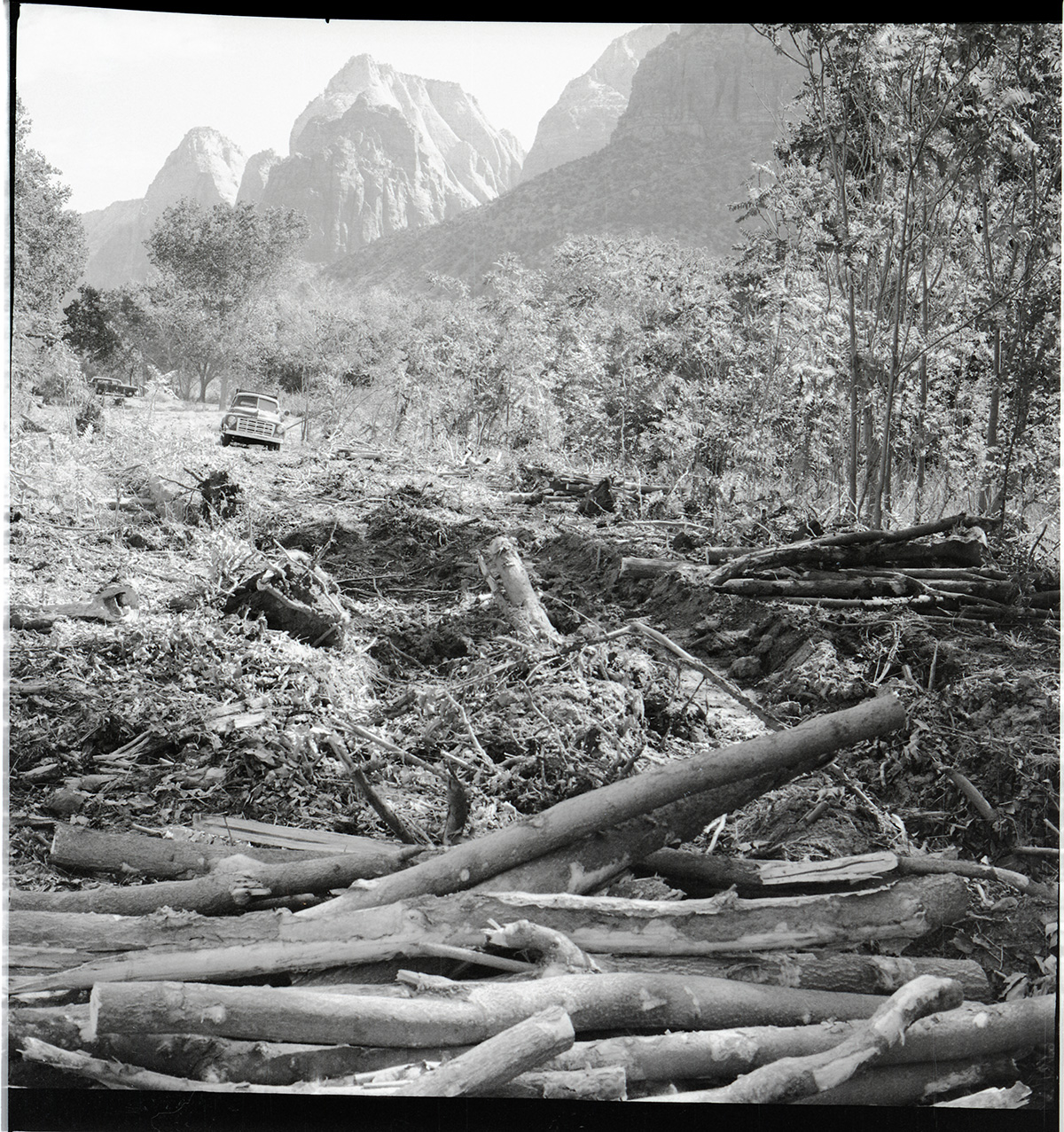Start of road-clearing work near South Entrance Station, felled ailanthus trees screening campground.