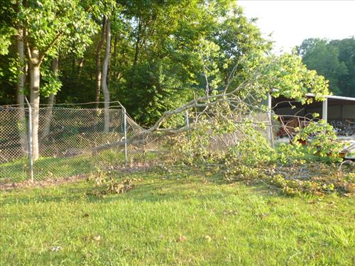 Remove Hazard Trees in Oak Ridge, Headquarters and Turkey Run Districts, Wind Storm 2012