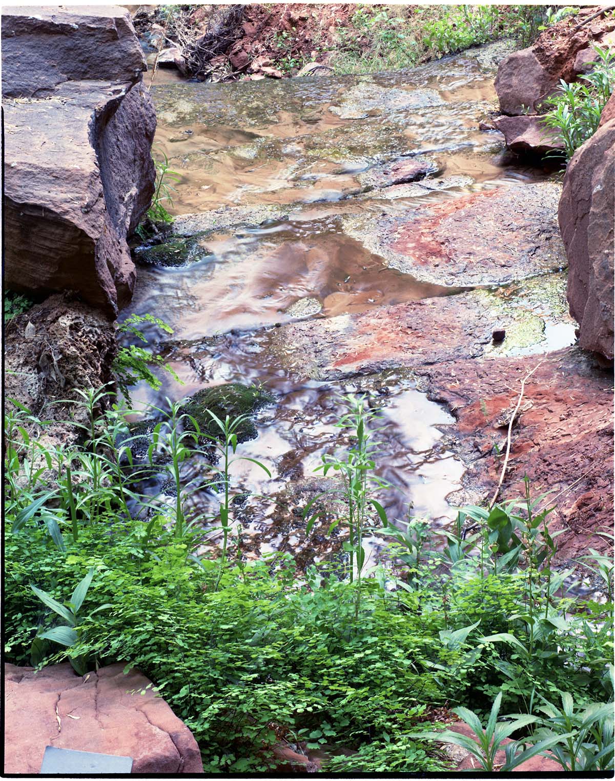 Color Photos of springline habitat - Most photos used in museum exhibits.