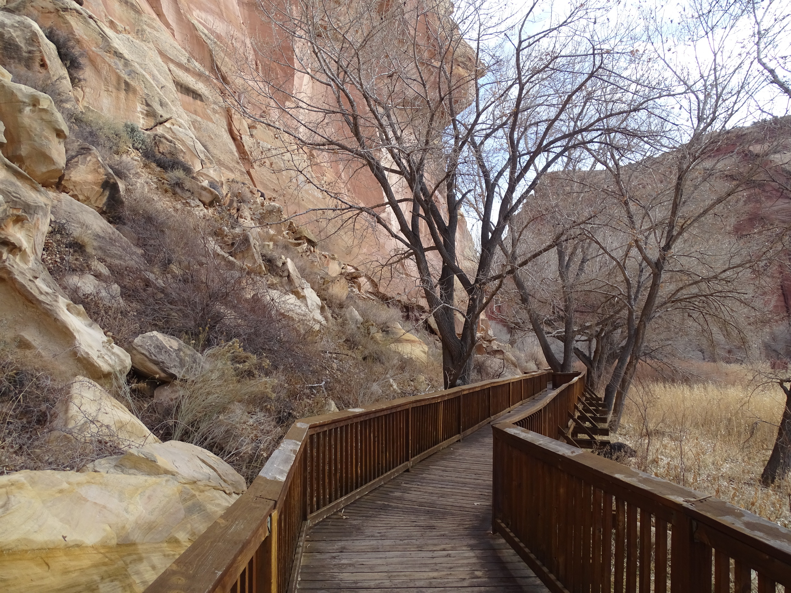 Long wooden boardwalk with wooden railings below large red cliffs, weaving between trees. 