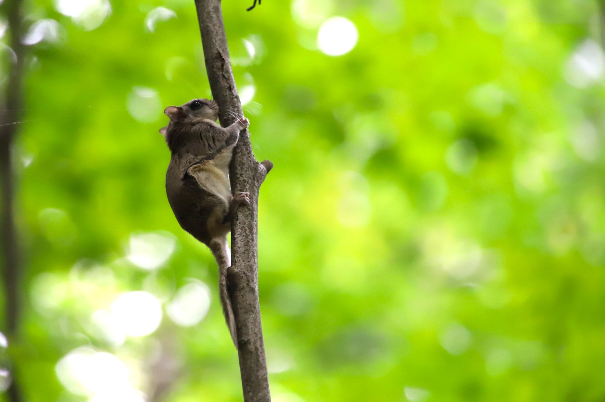 A brown rodent with small ears, large eyes, white belly, and a thin tail clings to a tree branch. Sunlight filters through blurred green leaves in the background. 