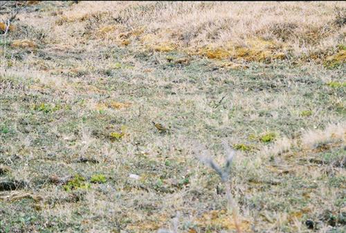 6 Gates of the Arctic National Park and Preserve Itkillik Birds Survey June 2006