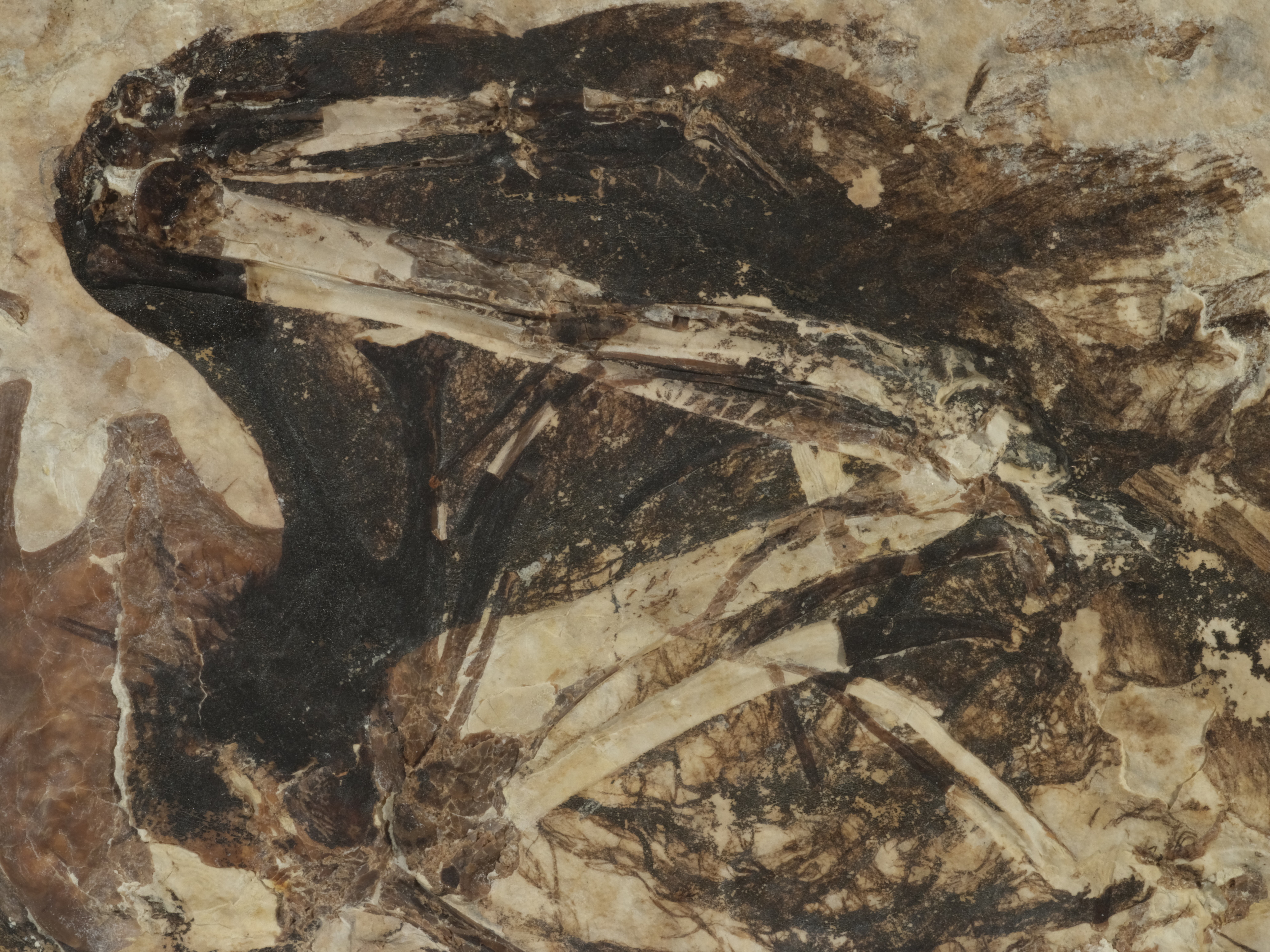 A close up of a fossil bird wing showing the M shape of the bones of the closed wing.