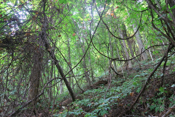 GRSM Accuracy Assessment. Plot Code: GRSM_AA_0800_4