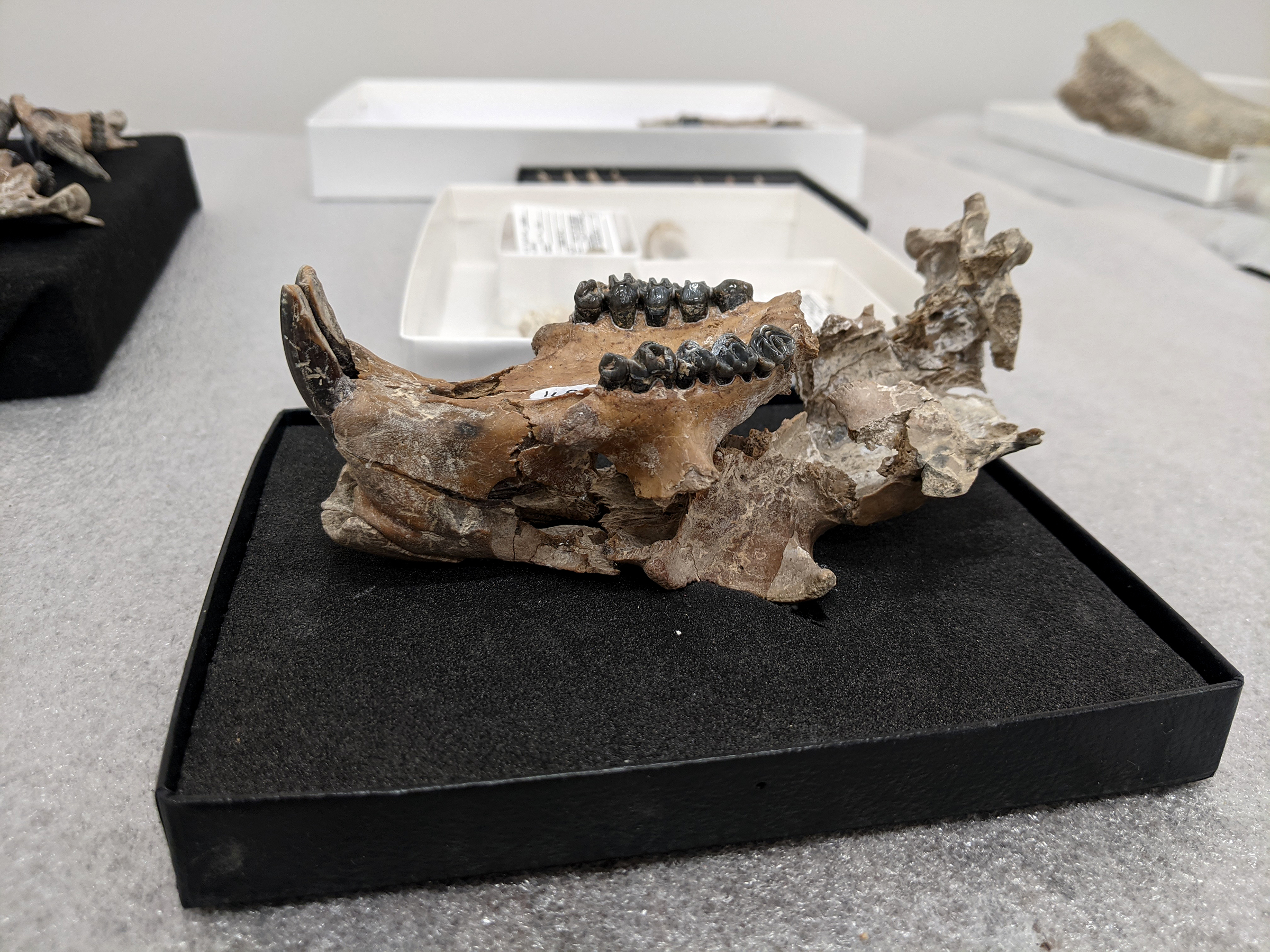 Fossil skull of an extinct giant marmot with long incisors and two rows of five black colored teeth. Photographed upside down on a square piece of thick black foam, with five other boxes of specimens in the background on white foam. The bones have the color of brown weathered rock.