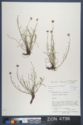 Herbarium Specimen Sheet 4736