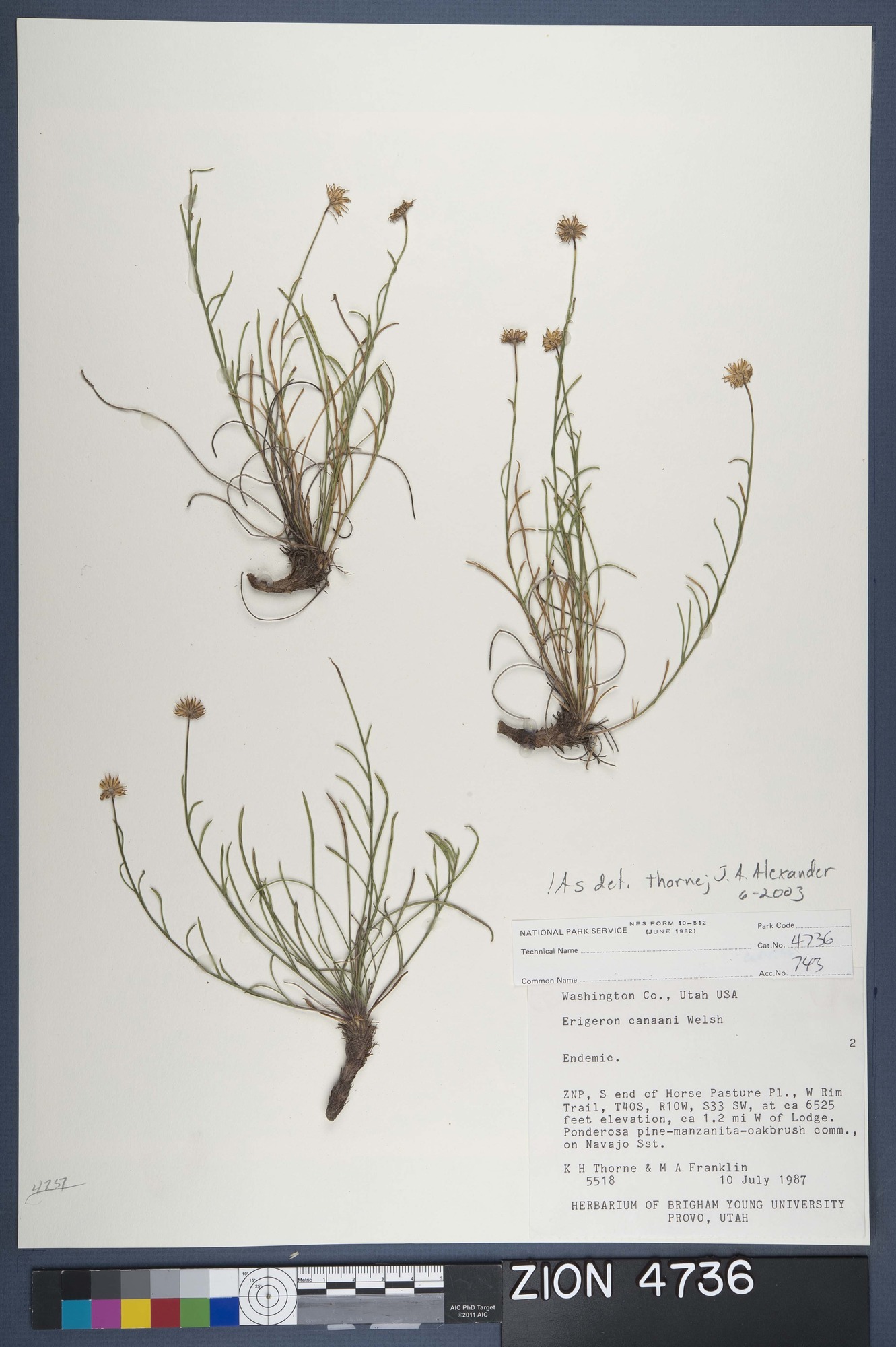 Herbarium Specimen Sheet 4736