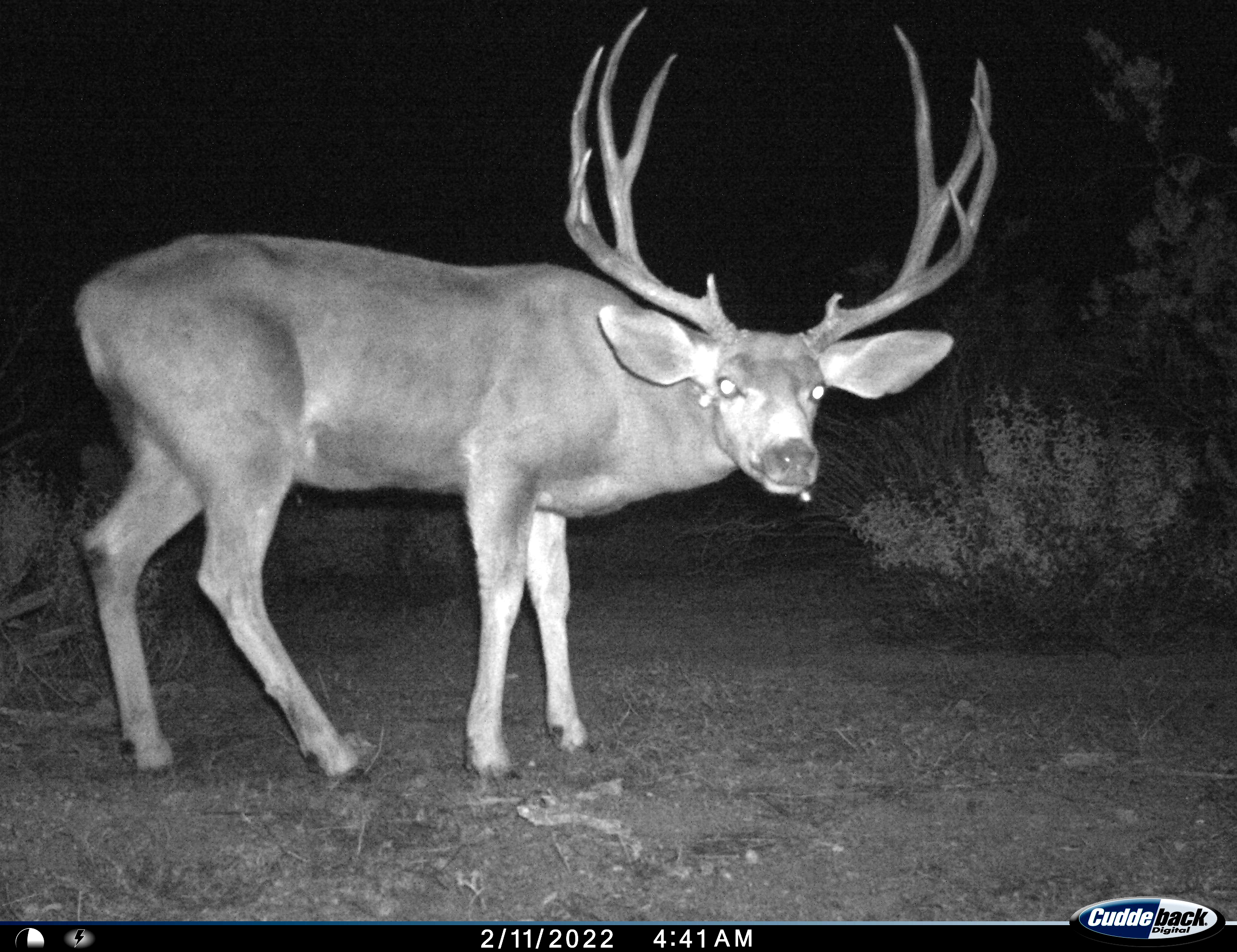 Nighttime photo of muley buck lowering its head to look at wildlife camera.