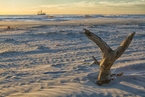 A piece of driftwood protrudes from beach sand while a shrmping vessel passes on the horizon