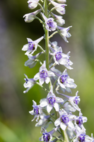 Purple-white flowers on a tall stem