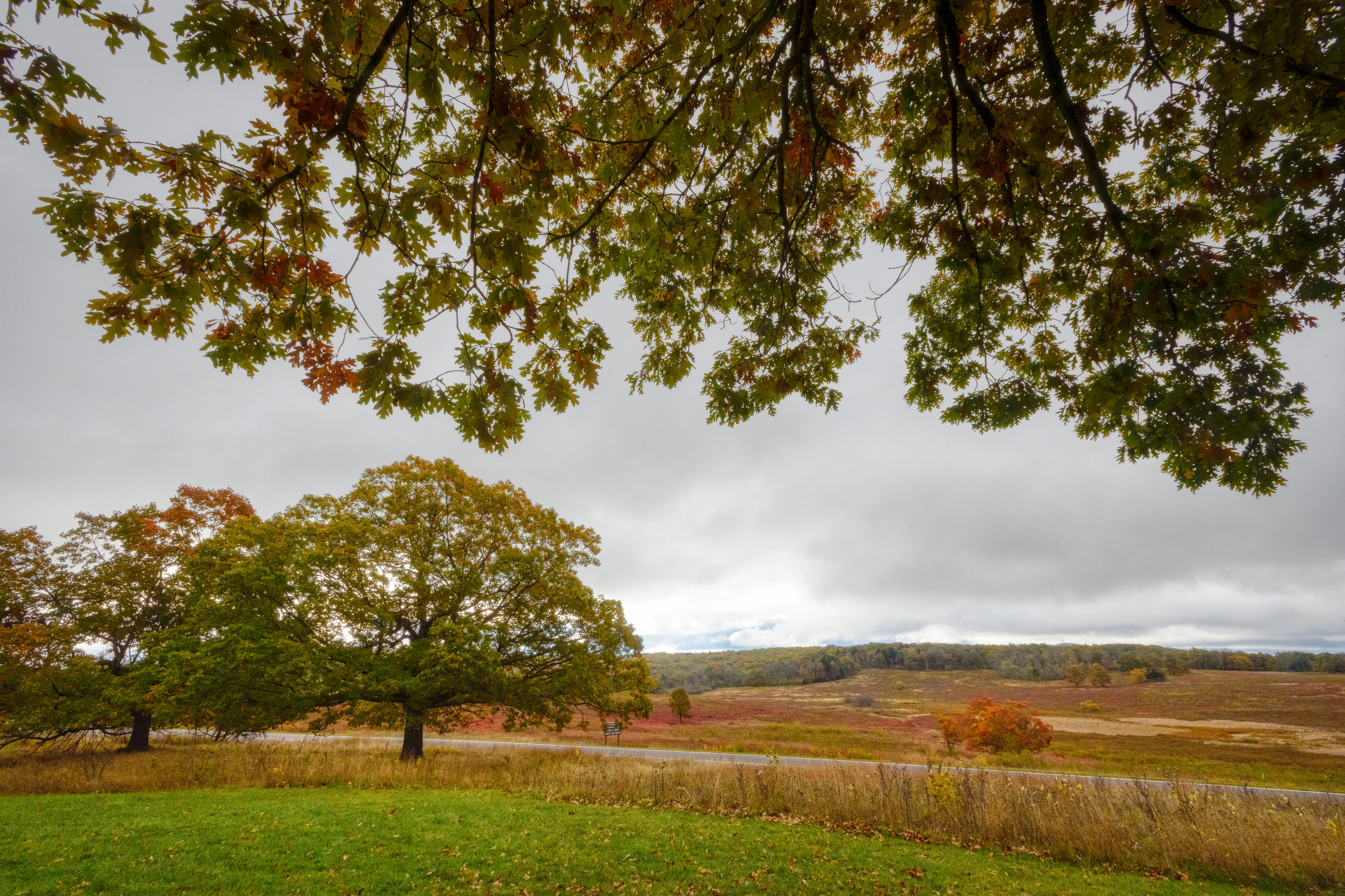 Big Meadows slowly getting fall color.